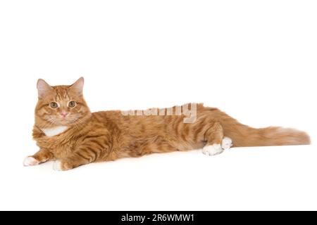 Red, beautiful cat lies lazily, isolated on a white background Stock Photo