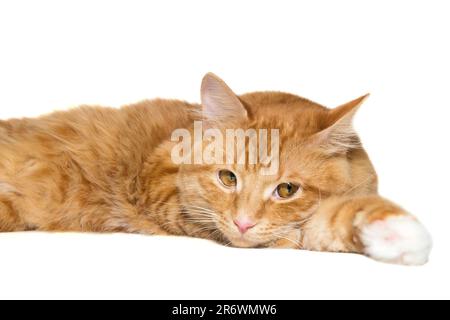 Red, beautiful cat lies lazily, isolated on a white background Stock Photo