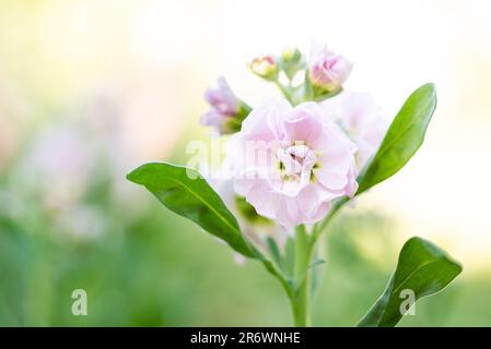 Matthiola incana, or commonly called Stock. Beautiful blush peachy ...