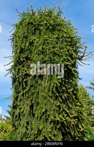 Columnar, Picea abies 'Inversa', Coniferous, Spruce, Tree, Picea 'Inversa' Stock Photo