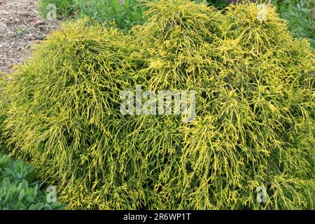 Chamaecyparis pisifera 'Golden Mop', Sawara Cypress, Golden, Cultivar, Garden Stock Photo