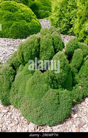 Thuja occidentalis 'Teddy', Thuja 'Teddy', Evergreen, Garden growth stunted and ovoid, dense, very slow Stock Photo