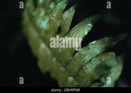 Macro detail of a green palm leaf with raindrops. Summer tropical natural exotic background Stock Photo