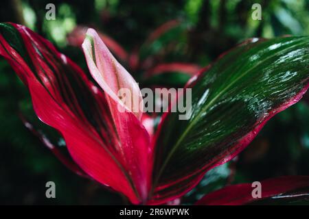 Bright pink green exotic tropical flower growing in nature after the rain. Wild natural rainforest background Stock Photo