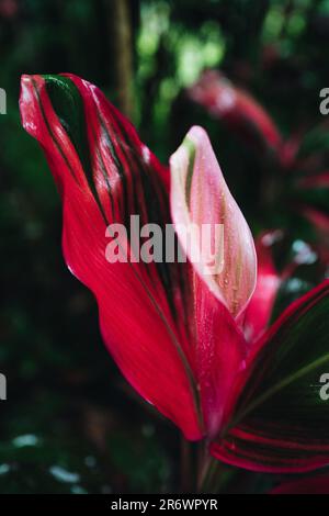 Bright pink green exotic tropical flower growing in nature after the rain. Wild natural rainforest background Stock Photo