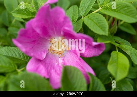 A rose is either a woody perennial flowering plant of the genus Rosa, in the family Rosaceae, or the flower it bears. There are over three hundred spe Stock Photo