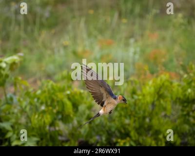 Red-rumped swallow, Cecropis daurica, single bird in flight, Bulgaria, June 2023 Stock Photo