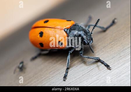 Ladybug Stock Photo