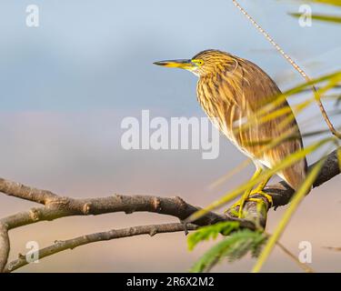An attractive Chinese pond heron perched atop a tree branch surrounded by lush green foliage Stock Photo