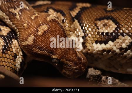 A close-up photo of a ball python snake coiled up and resting on a wooden surface Stock Photo