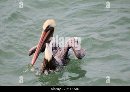 Pelican in Gulf of Mexico Stock Photo