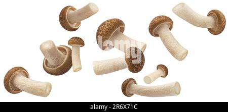 Falling Shimeji mushroom collection, brown beech mushrooms isolated on white background Stock Photo