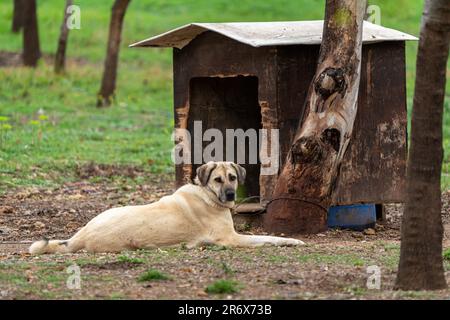 A Kangal Dog lying in front of its kennel in Turkey Stock Photo