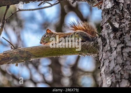 Red Squirrel. She jumped on a tree in a beautiful wild Canadian forest. She sat on a tree branch among the green leaves illuminated by the sun. Stock Photo