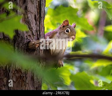 Red Squirrel. She jumped on a tree in a beautiful wild Canadian forest. She sat on a tree branch among the green leaves illuminated by the sun. Stock Photo