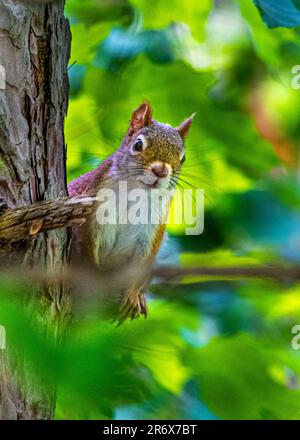 Red Squirrel. She jumped on a tree in a beautiful wild Canadian forest. She sat on a tree branch among the green leaves illuminated by the sun. Stock Photo