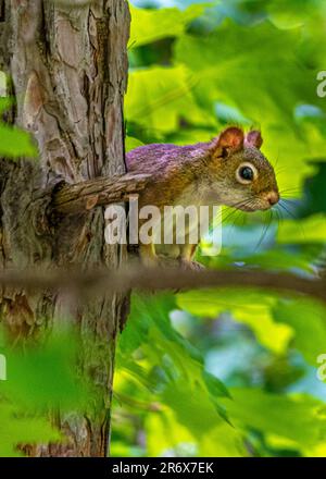 Red Squirrel. She jumped on a tree in a beautiful wild Canadian forest. She sat on a tree branch among the green leaves illuminated by the sun. Stock Photo