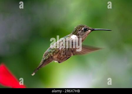 Hummingbirds. In an overgrown garden in Barrie Ontario, the smallest birds fly to the colourful flowers to feed on the sweet flower nectar. Stock Photo