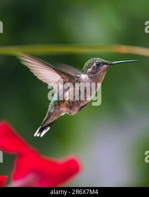Hummingbirds. In an overgrown garden in Ontario, the smallest birds fly to the colourful flowers to feed on the sweet flower nectar. Stock Photo
