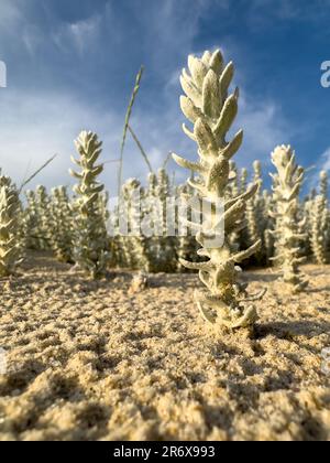 Winterfat  or Krascheninnikovia ceratoides on sandy dunes of Furadouro beach in Ovar - Portugal. Stock Photo