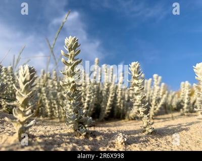 Winterfat  or Krascheninnikovia ceratoides on sandy dunes of Furadouro beach in Ovar - Portugal. Stock Photo