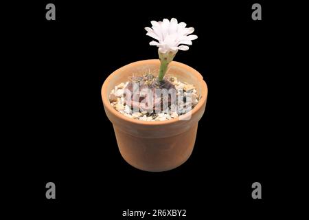 Cactus with white flowers blooming in brown pot isolated on black background. Stock Photo