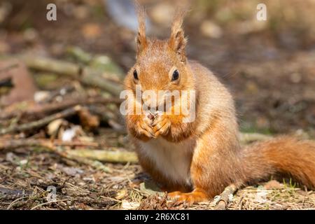 An adorable red Scottish squirrel sits contentedly on a tree branch, its hands filled with a freshly-gathered nut Stock Photo