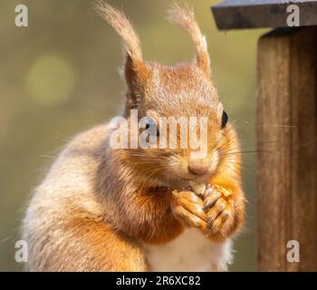 An adorable red Scottish squirrel sits contentedly on a tree branch, its hands filled with a freshly-gathered nut Stock Photo