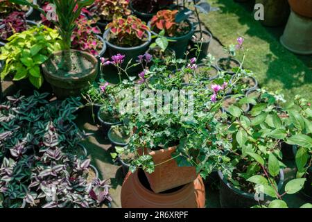 Pelargonium peltatum ivy geranium in a pot Stock Photo