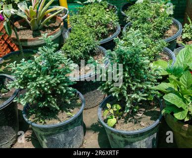 Juniperus dwarf evergreen dense tree in a plastic pots Stock Photo