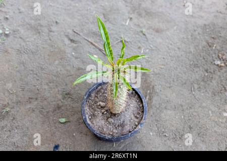 Pachypodium Lamerei madagascar palm succulent plant with broad leaves top view. Stock Photo