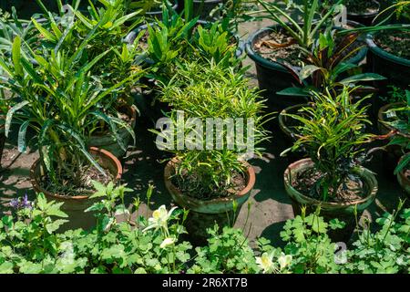 Beautiful crotons mammy plants in pot in plant nursery. Stock Photo