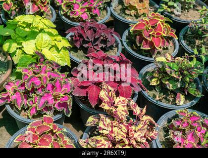 Colorful common Coleus plants in pots Stock Photo