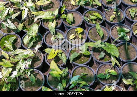 Syngonium podophyllum variegated small plants in a pots in the plant nursery for home and garden. Stock Photo