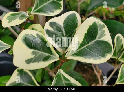 Close up of white and green leaves of Triangle Fig Variegated Stock Photo