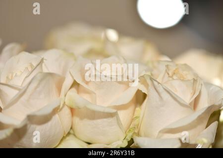 White roses in a bunch, close up shot. Stock Photo