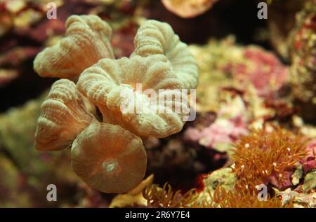 Coral group in marine reef aquarium Stock Photo