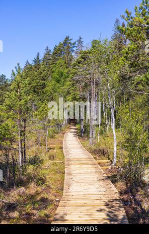 Wooden walkway in a forest Stock Photo