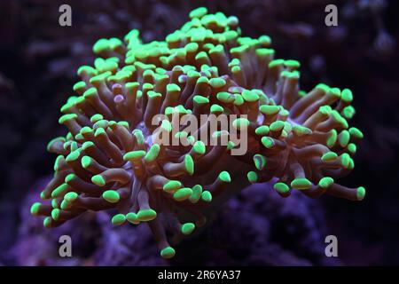 Hammerhead coral [ Euphyllia sp ] in marine reef aquarium Stock Photo