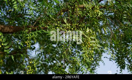 Medicinal neem leaves with fruit over sky background. Fresh Neem or azadirachta fruit on tree with leaf on nature. Stock Photo