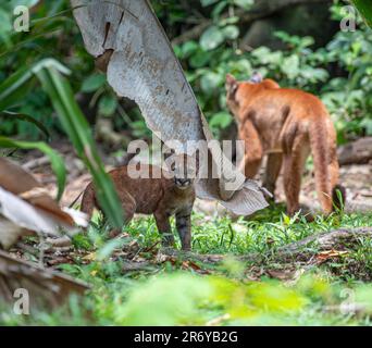 Wild puma with cub in Corcovado National Park, Osa, Costa Rica Stock Photo