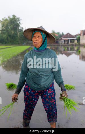 Woman planting rice, Central Java, Indonesia Stock Photo - Alamy