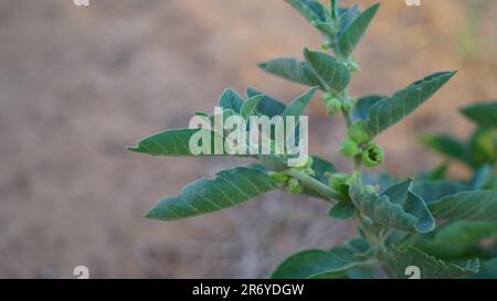 Withania somnifera, known commonly as ashwagandha, Indian ginseng, poison gooseberry, or winter cherry is a plant in the nightshade family. Stock Photo