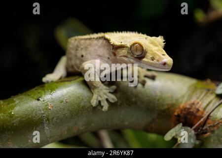 Close-up of a gecko on a branch in terrarium. Stock Photo
