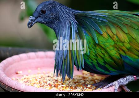 The Nicobar pigeon or Nicobar dove (Caloenas nicobarica) a bird found in coastal regions from the Andaman and Nicobar Islands, India Stock Photo