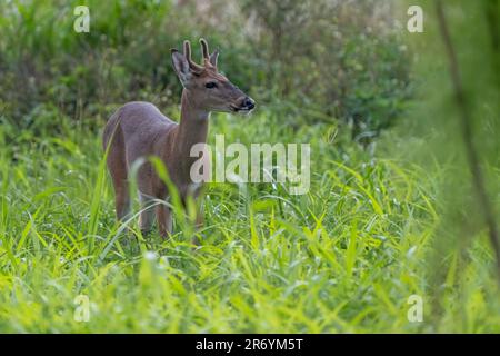 A closeup of a deer standing alone in a field of lush, tall grasses Stock Photo