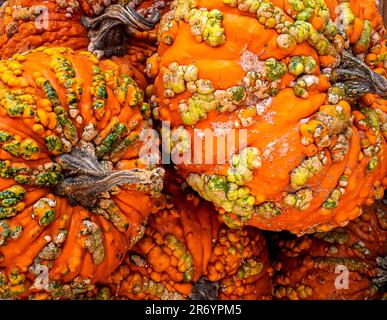 The details of a bunch of knucklehead pumpkins. Stock Photo