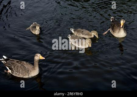 Greylag geese family of parents and goslings. England UK Stock Photo