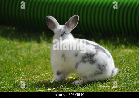 A photograph of a pet rabbit taken from behind Stock Photo - Alamy