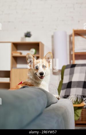 Portrait of smiling, beautiful, purebred corgi dog peeking out the couch in living room and looking. Playful happy dog Stock Photo